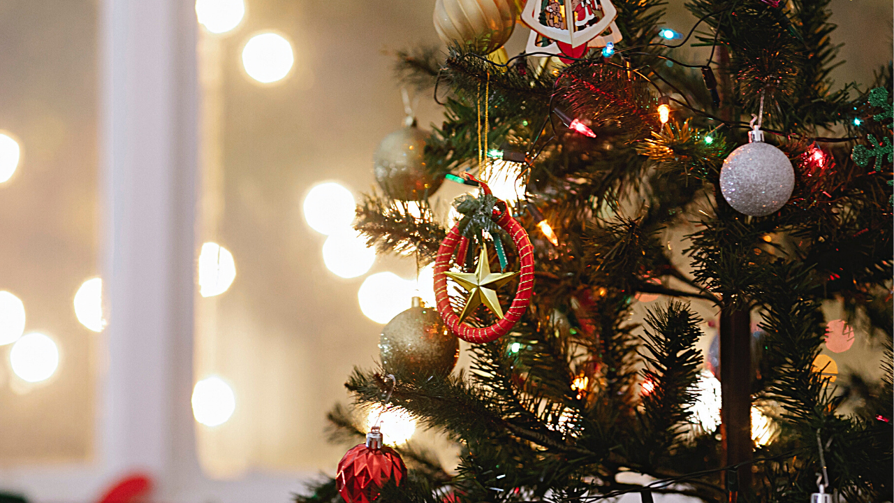 En Allemagne, un couple bat le record mondial du nombre de sapins réunis chez soi